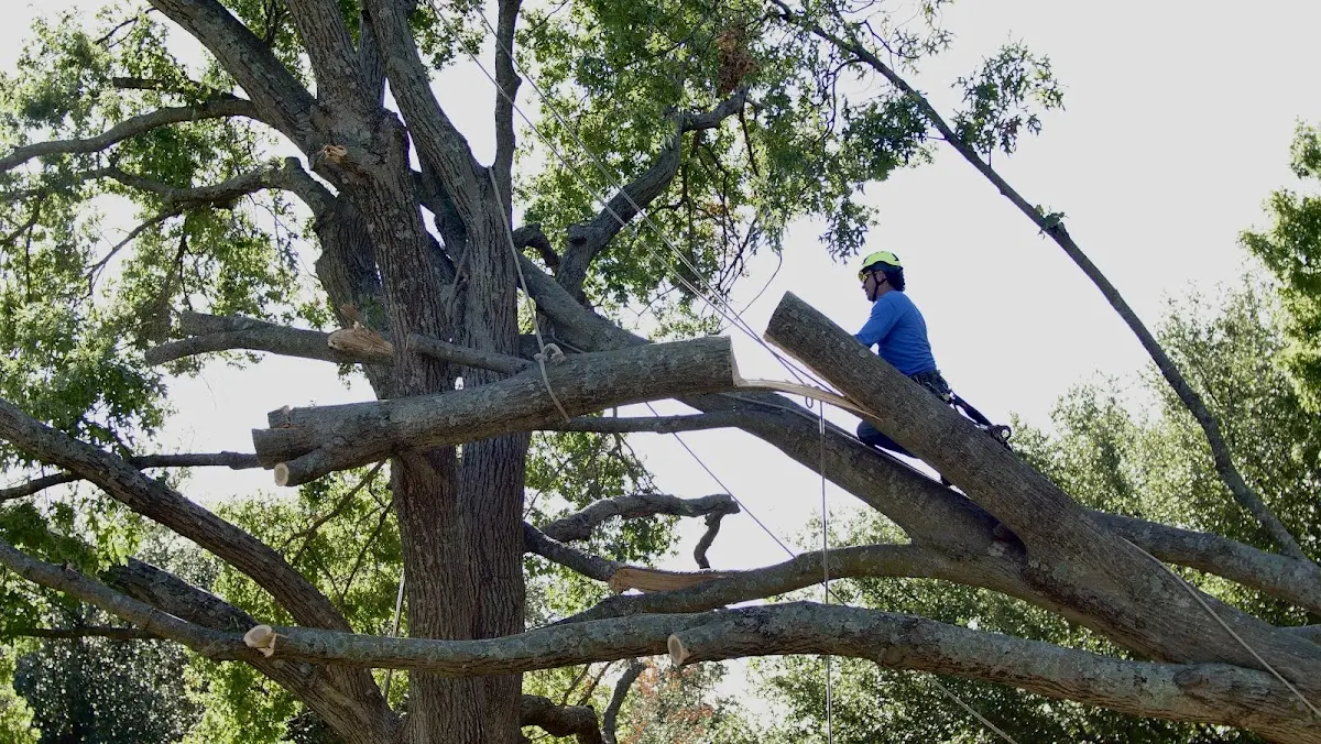 Professional Crown Thinning performed by certified arborists in Lamont