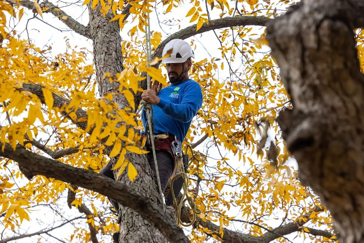 Skilled Tree Transplanting crew working in Lamont